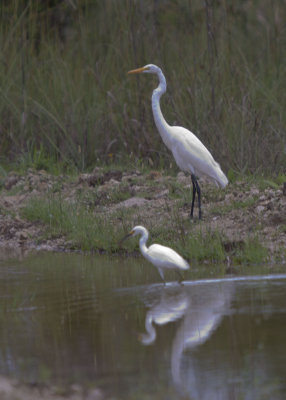 Great Egret and Snowy Egret