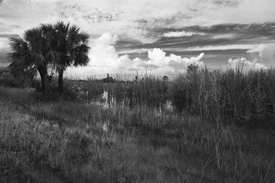 Saw Grass Prairie 