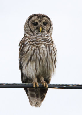 Barred Owl