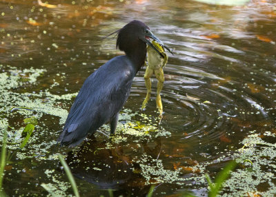 Tastes like chicken. Little Blue Heron with frog. 