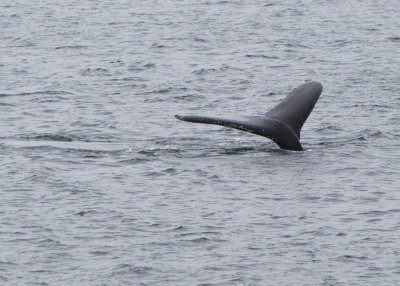 ak_70113.jpg