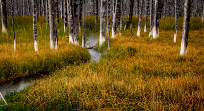 Bobby sox trees and creek. YNP