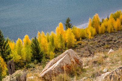 Aspens