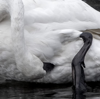 Wildlife