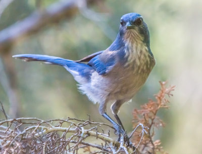 Scrub Jay