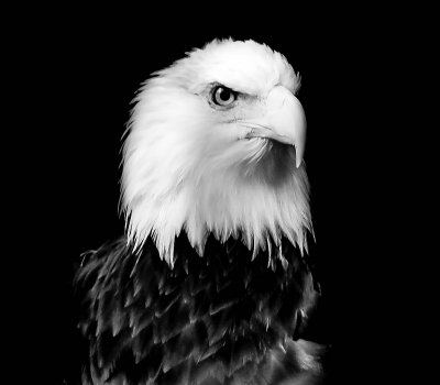 Big Bird