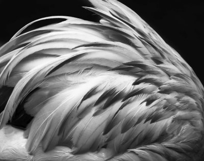 Flamingo Feathers