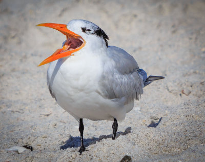 Florida Birds