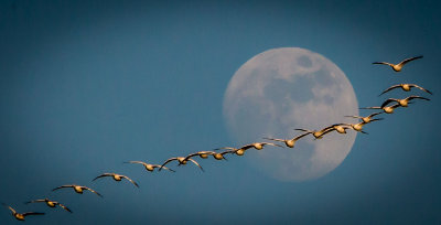 Snow Geese in front of moon