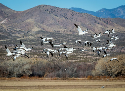 Bosque del Apache 2014
