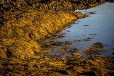 Low Tide at Booth Bay #2