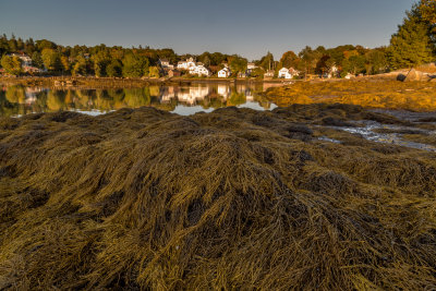 Low Tide at Booth Bay #3