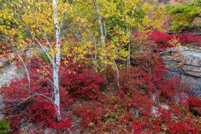 Birch and Wild Blueberries