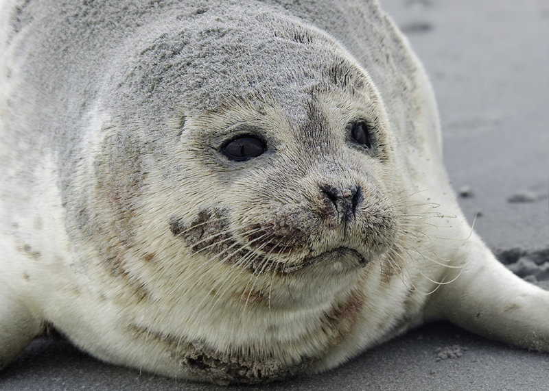 Zeehond - Harbour Seal