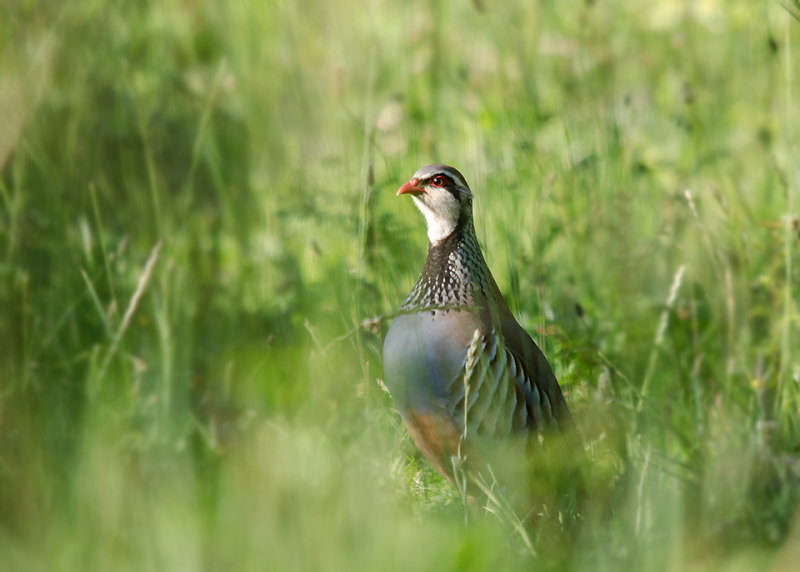 Rode Patrijs -  Red-legged Partridge