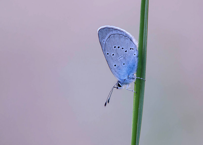 Zuidelijk Dwergblauwtje - Osiris Blue