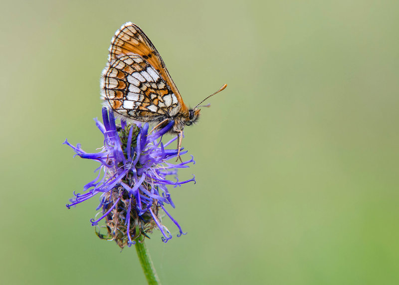 Alpenparelmoervlinder - Grisons Fritillary