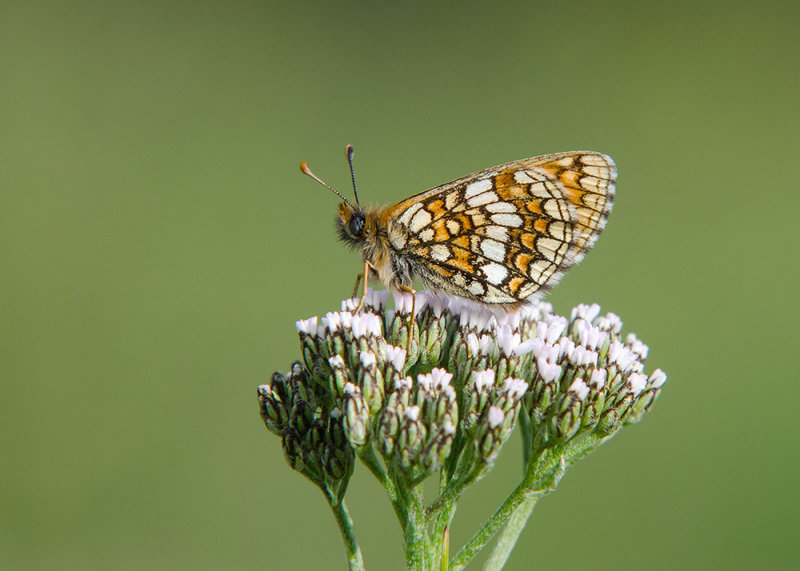 Alpenparelmoervlinder - Grisons Fritillary