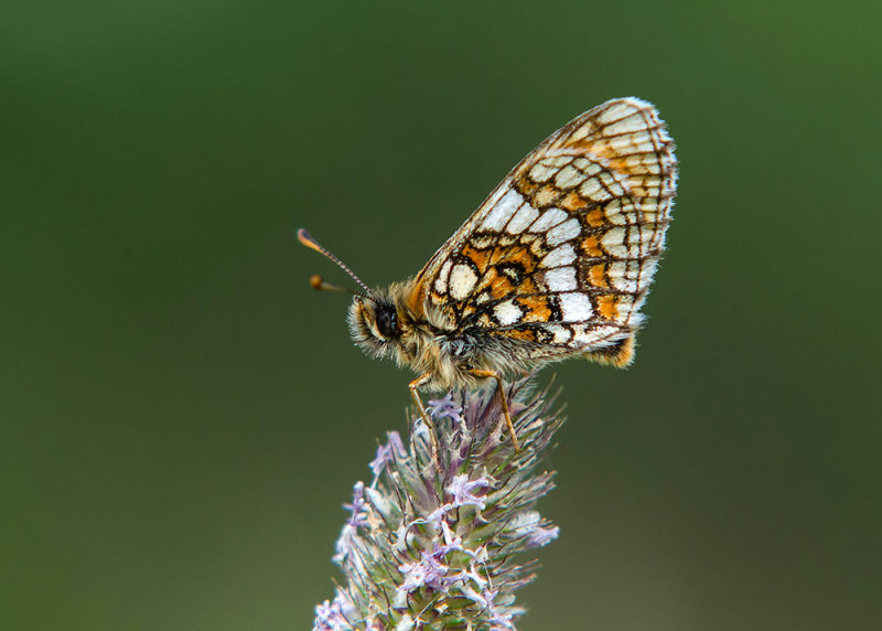 Alpenparelmoervlinder - Grisons Fritillary
