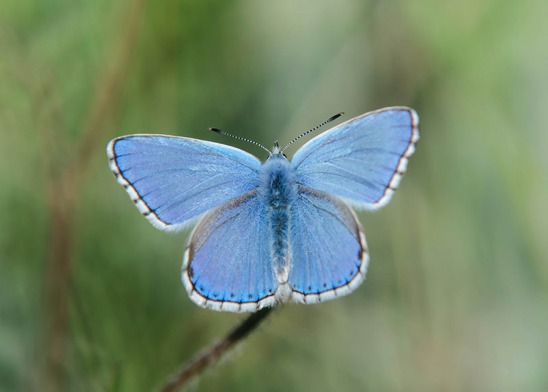 Adonis Blauwtje - Adonis Blue