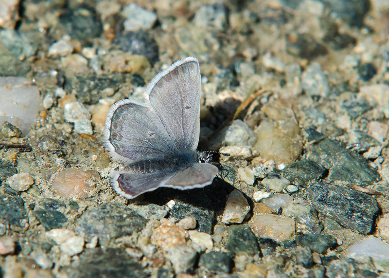 Noordelijk Manschildblauwtje - Glandon Blue