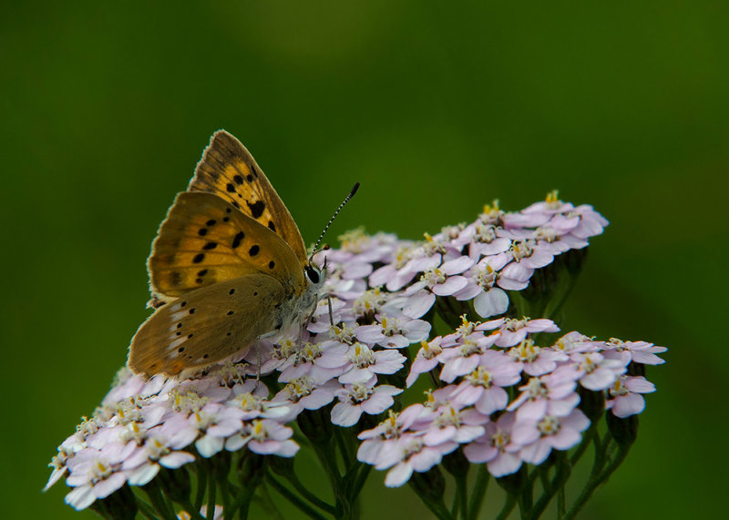 Morgenrood - Scarce copper