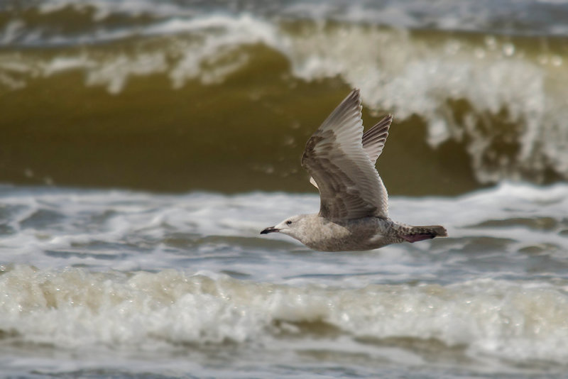 Thayers Meeuw - Thayers Gull