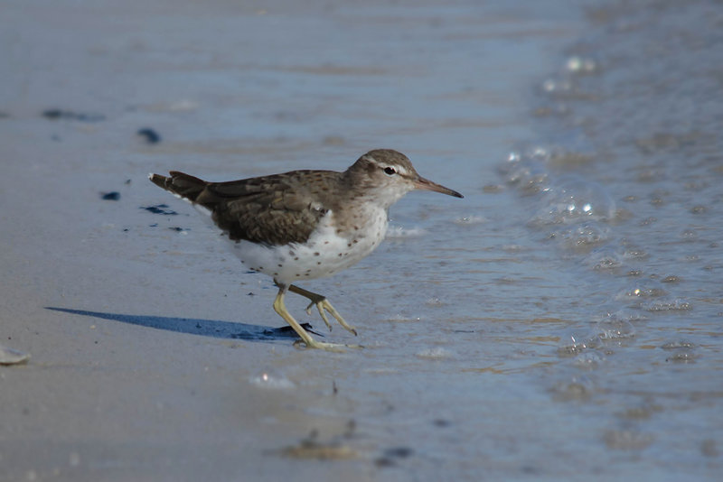 Amerikaanse Oeverloper - Spotted Sandpiper
