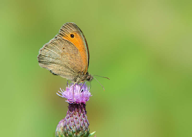 Bruin Zandoogje - Meadow Brown