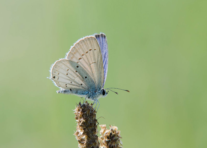 Staartblauwtje - Short-tailed Blue