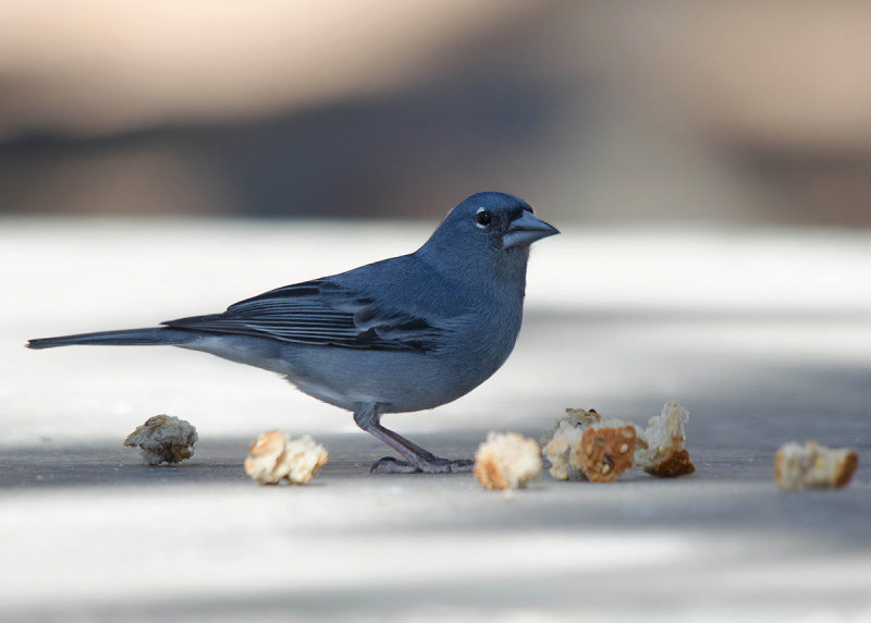 Blauwe Vink - Blue Chaffinch