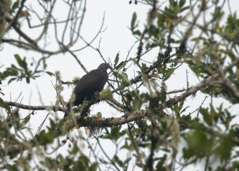 Bolles Laurierduif - Bolles Laurelpigeon