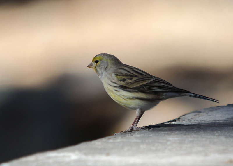 Kanarie - Canary