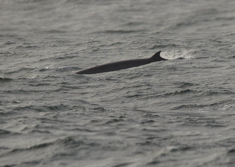 Noorse Vinvis - Sei Whale