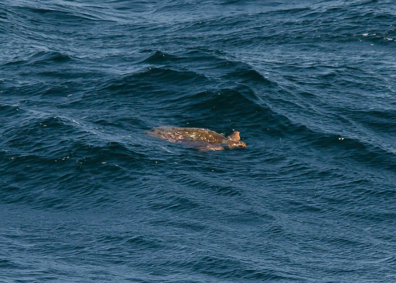 Schildpad onbekend 20160501.jpg