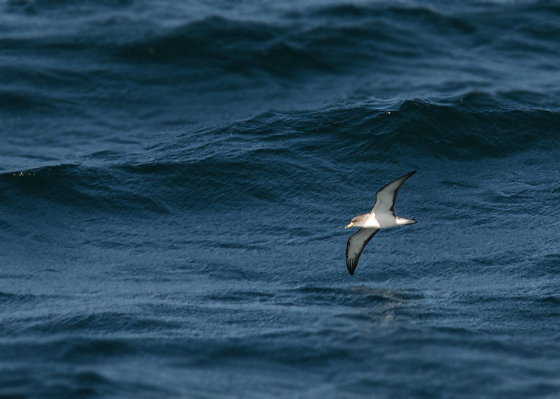 Scopolis Pijlstormvogel - Scopolis Shearwater