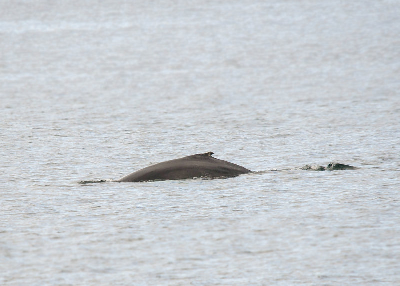 Bultrug - Humback Whale