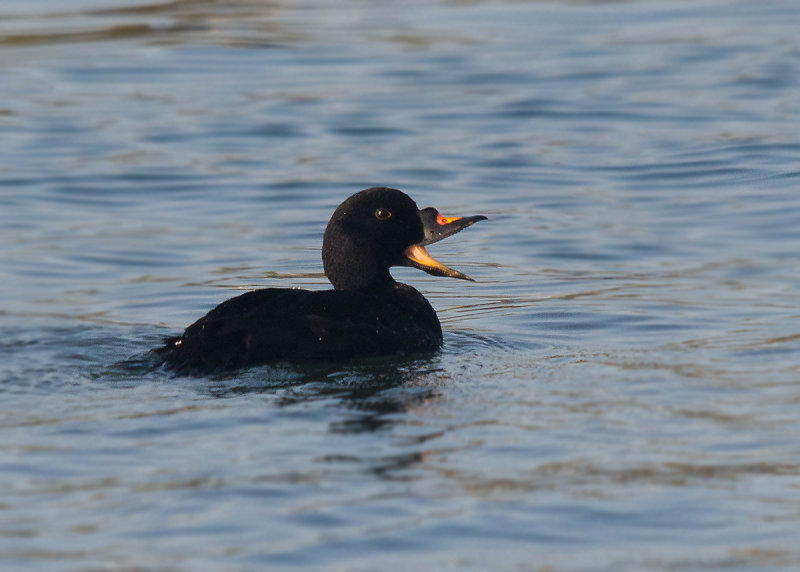 Zwarte Zeeënd - Common Scoter