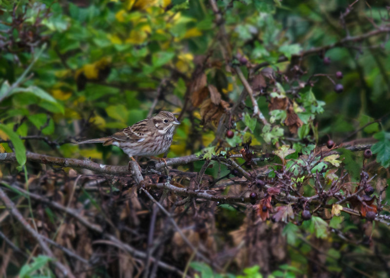 Witkopgors - Pine Bunting