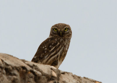 Woestijnsteenuil - Desert Little Owl