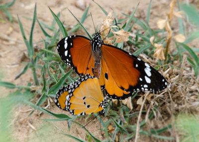 Kleine Monarchvlinder - Plain Tiger
