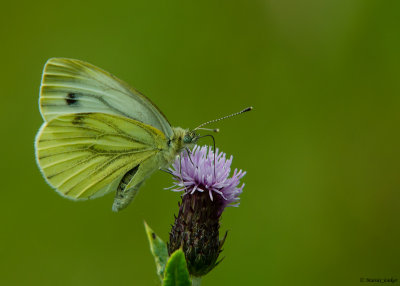 Klein Geaderd Witje - Green-veined White