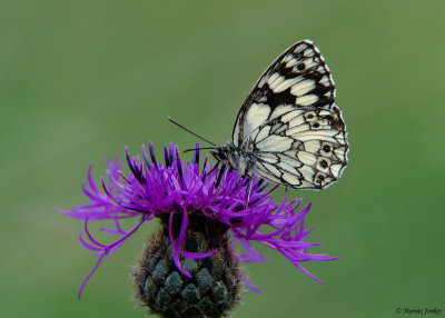 Dambordje - Marbled White