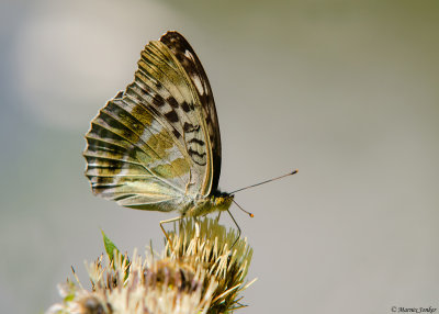 Keizersmantel - Silver-washed Fritillary f. valesina