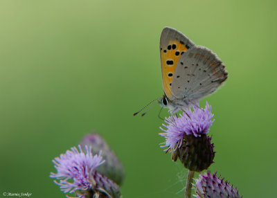 Kleine Vuurvlinder - Small Copper