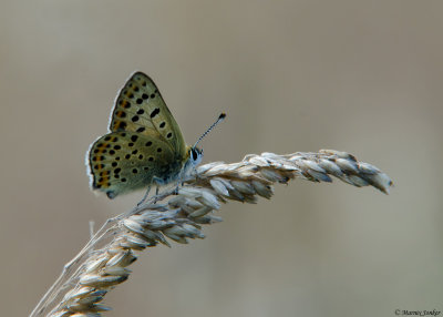 Bruine Vuurvlinder - Sooty Copper