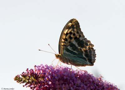 Keizersmantel - Silver-washed Fritillary f. valesina
