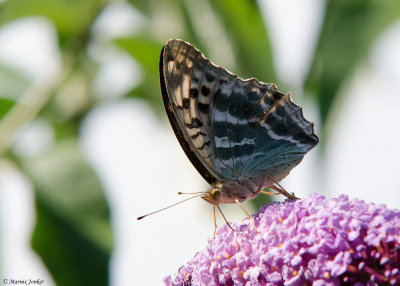 Keizersmantel - Silver-washed Fritillary f. valesina