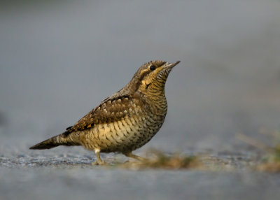 Draaihals - Wryneck