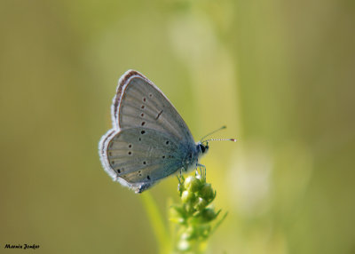 Zuidelijk Staartblauwtje - Provençal Short-tailed Blue